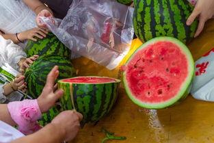 抓鱼吃瓜视频,揭秘乡村生活的趣味瞬间