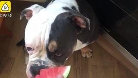 狗吃瓜猫打架,一幕宠物间的趣味日常