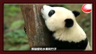 熊猫哥吃瓜,揭秘娱乐圈那些不为人知的幕后故事