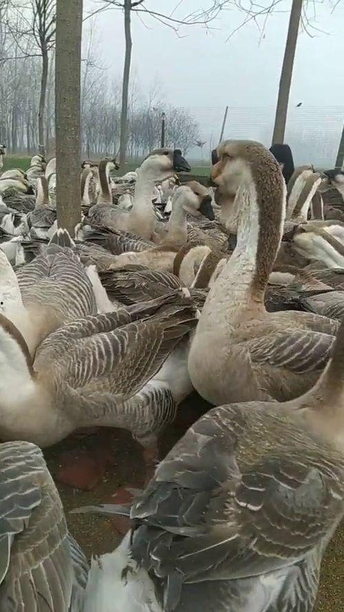 黄泉吃瓜王大鹅,揭秘神秘生物的奇幻之旅