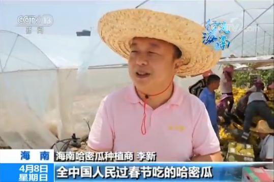 过年吃的哈密瓜,哈密瓜香飘四溢