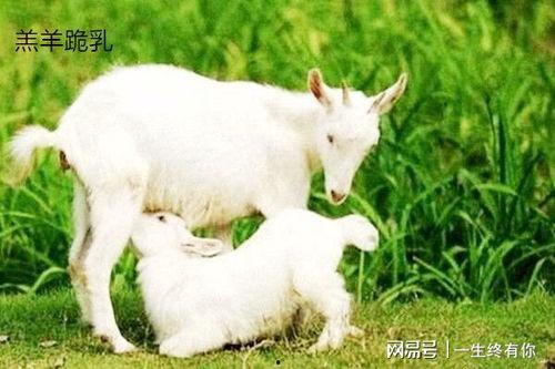 晴天小羊直播吃瓜