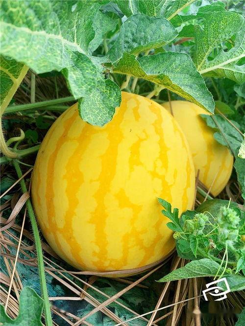 爱情海吃瓜,一场吃瓜盛宴背后的情感纠葛