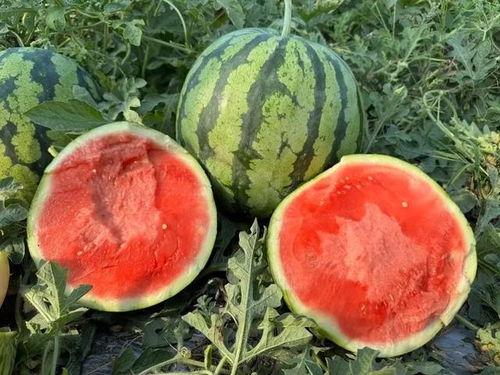 到底怎么吃瓜,教你如何轻松享受夏日清凉