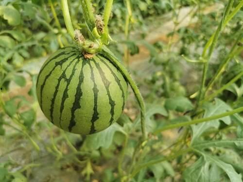 红瓜可以吃吗,美味还是危险？揭秘红瓜的食用之谜