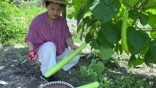 吃蒲瓜的坏处,警惕！吃蒲瓜的五大潜在危害