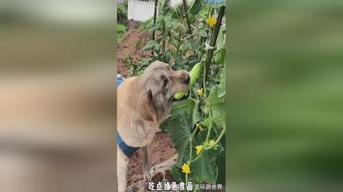 小狗在墙角吃瓜,小狗的悠闲午后时光