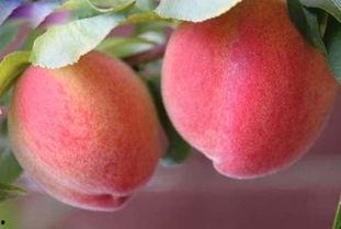 吃桃子和瓜胃疼,揭秘胃疼背后的饮食真相