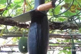 月月有瓜吃,揭秘瓜果丰收的奥秘