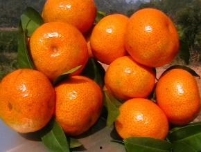 桔子能同茄瓜一起吃吗,桔子与茄瓜同食的兼容性探讨