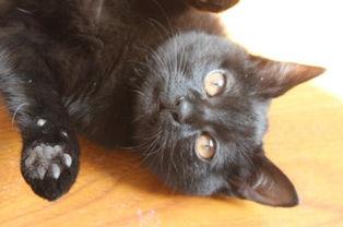 猫可以吃绞瓜吗,绞瓜，猫咪的新宠？