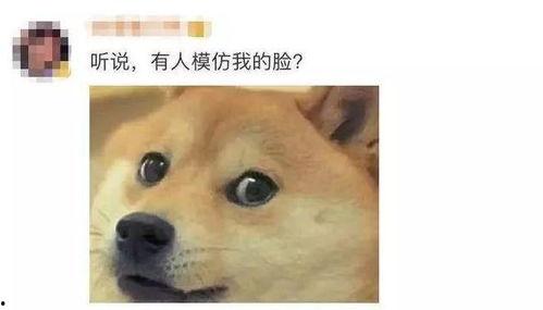 狗头吃瓜丢失组织,探寻组织之谜