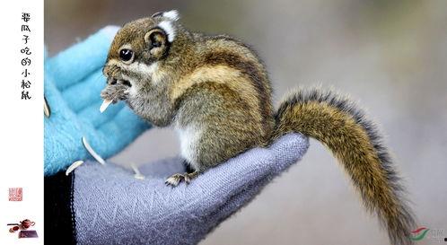 松鼠多久可以吃瓜