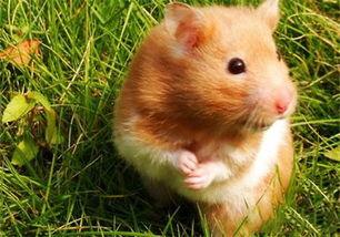 金丝熊吃哈密瓜,甜蜜邂逅与营养盛宴