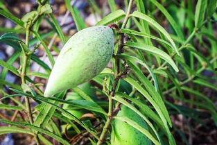 浅唱cc的瓜理性吃瓜,揭秘娱乐圈背后的真相