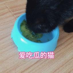 猫猫吃瓜偷听视频,揭秘猫咪的神秘生活瞬间