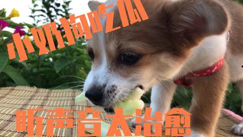 吃瓜偷拍狗,捕捉宠物萌态