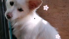 吃瓜的声音特点,揭秘吃瓜群众的独特声音魅力