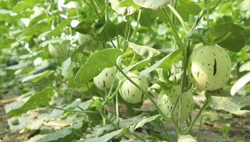 来瓜州必吃的瓜,探寻必尝的瓜中珍品