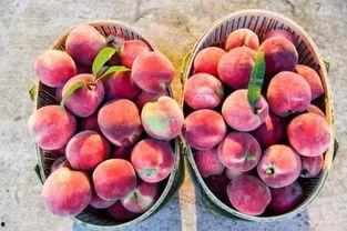 红桃影视吃瓜,揭秘娱乐圈吃瓜背后的真相与内幕