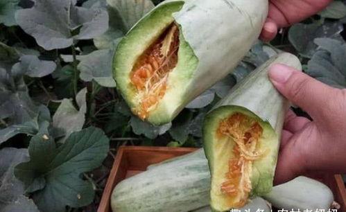 怀孕吃的瓜,盘点那些美味又营养的“瓜”类食物