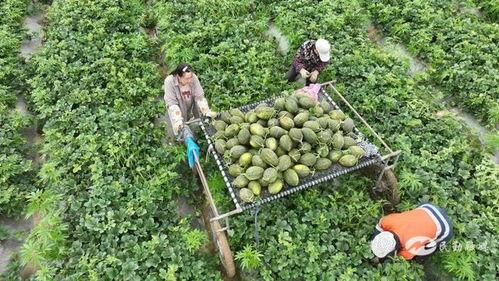 牛吃小瓜行吗,田园牧歌中的和谐画面