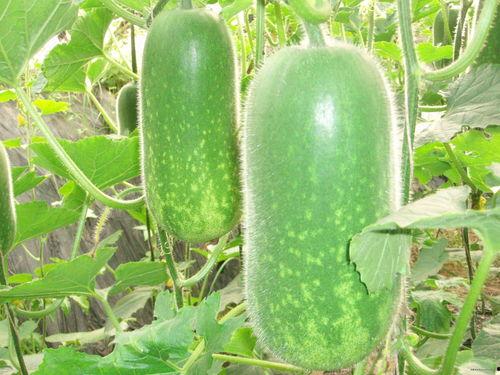 妇科实习吃大瓜,揭秘实习生活里的甜蜜“大瓜”