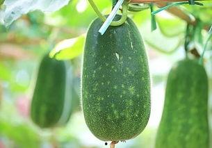 吃瓜全部种类,盘点全球各式各样的美味瓜果