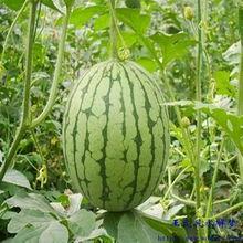 梦见吃梨瓜了,揭秘梦中吃梨瓜的神秘寓意