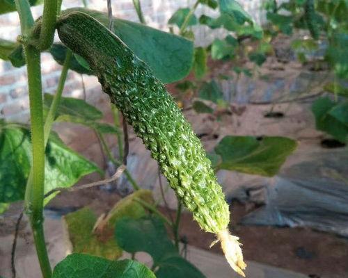 池池吃瓜,揭秘娱乐圈那些不为人知的幕后故事