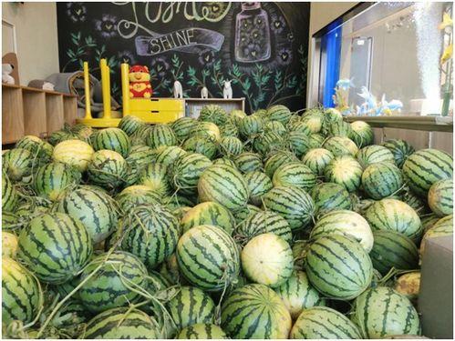 吃瓜的活动,一场别开生面的吃瓜盛宴