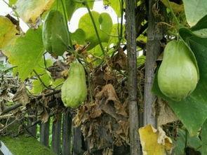 燃烧吃大瓜,一场视觉与味蕾的双重盛宴