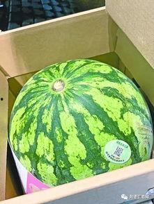 武工商 吃瓜,揭秘校园热点背后的真相