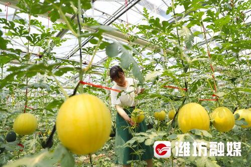 潍坊吃瓜事件天台,天台见证的舆论风暴与反思