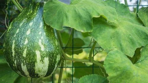 正是吃瓜季,盘点那些年我们一起追的瓜