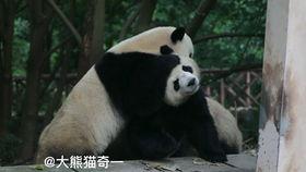 关于小熊的吃瓜,小熊的夏日吃瓜趣事