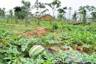 半汤三瓜公社吃瓜群众