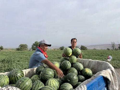 退潮吃瓜 第2张 退潮吃瓜 第2张