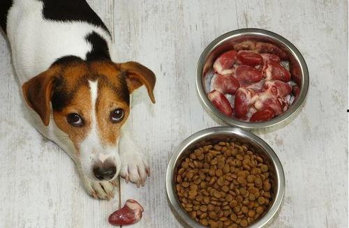 老外吃瓜喂狗面包  第1张