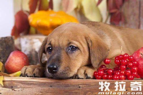 老外吃瓜喂狗面包  第3张