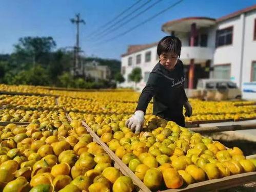 浦北县吃瓜,瓜果飘香,品味田园生活 第1张 浦北县吃瓜,瓜果飘香,品味田园生活 第1张