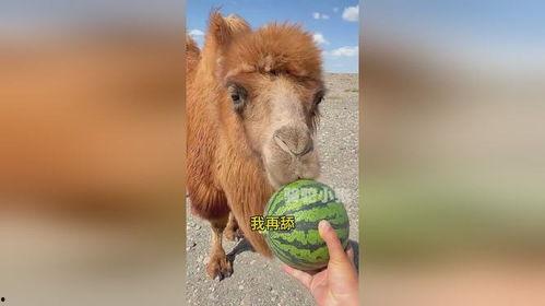 骆驼吃瓜视频,骆驼吃瓜视频走红网络  第1张