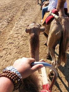 骆驼吃瓜视频,骆驼吃瓜视频走红网络  第3张