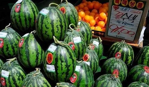 韩国吃不起瓜  第1张