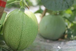 网纹瓜幼瓜怎么吃  第1张