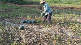 农村夫妇吃瓜 第2张 农村夫妇吃瓜 第2张