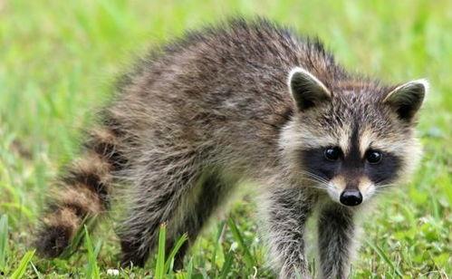 淄博浣熊火箭吃瓜 第2张 淄博浣熊火箭吃瓜 第2张