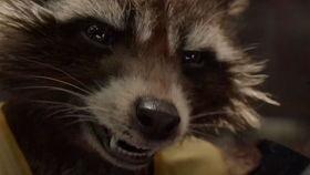 淄博浣熊火箭吃瓜 第3张 淄博浣熊火箭吃瓜 第3张