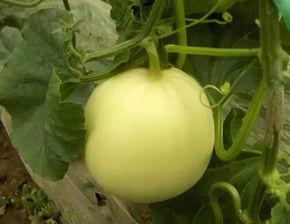 小水吃瓜,揭秘娱乐圈幕后故事  第2张