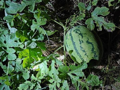 地里吃瓜的cha,揭秘乡村生活的独特魅力  第3张